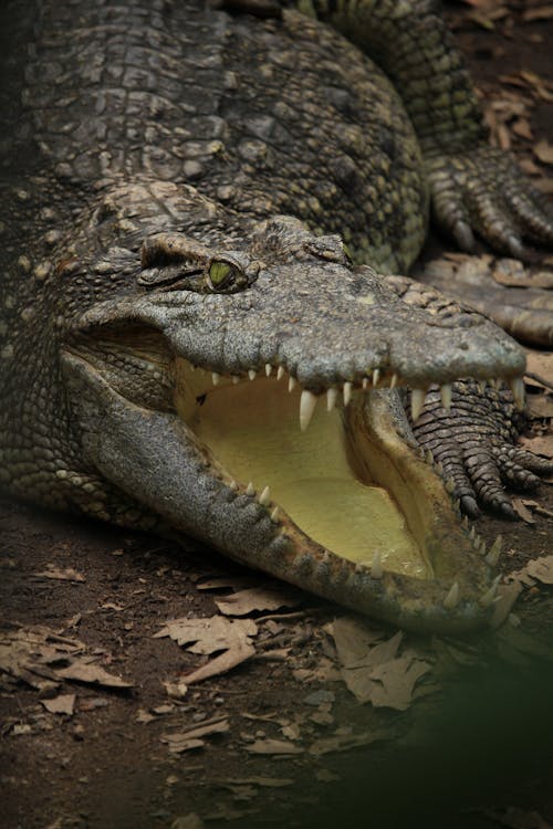 Close-up of Crocodile with an Open Mouth 