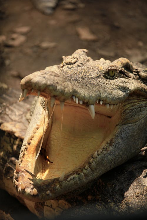 Close-up of Crocodile with Open Mouth