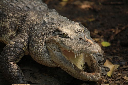 Free Close-up of Crocodile with Open Mouth Stock Photo