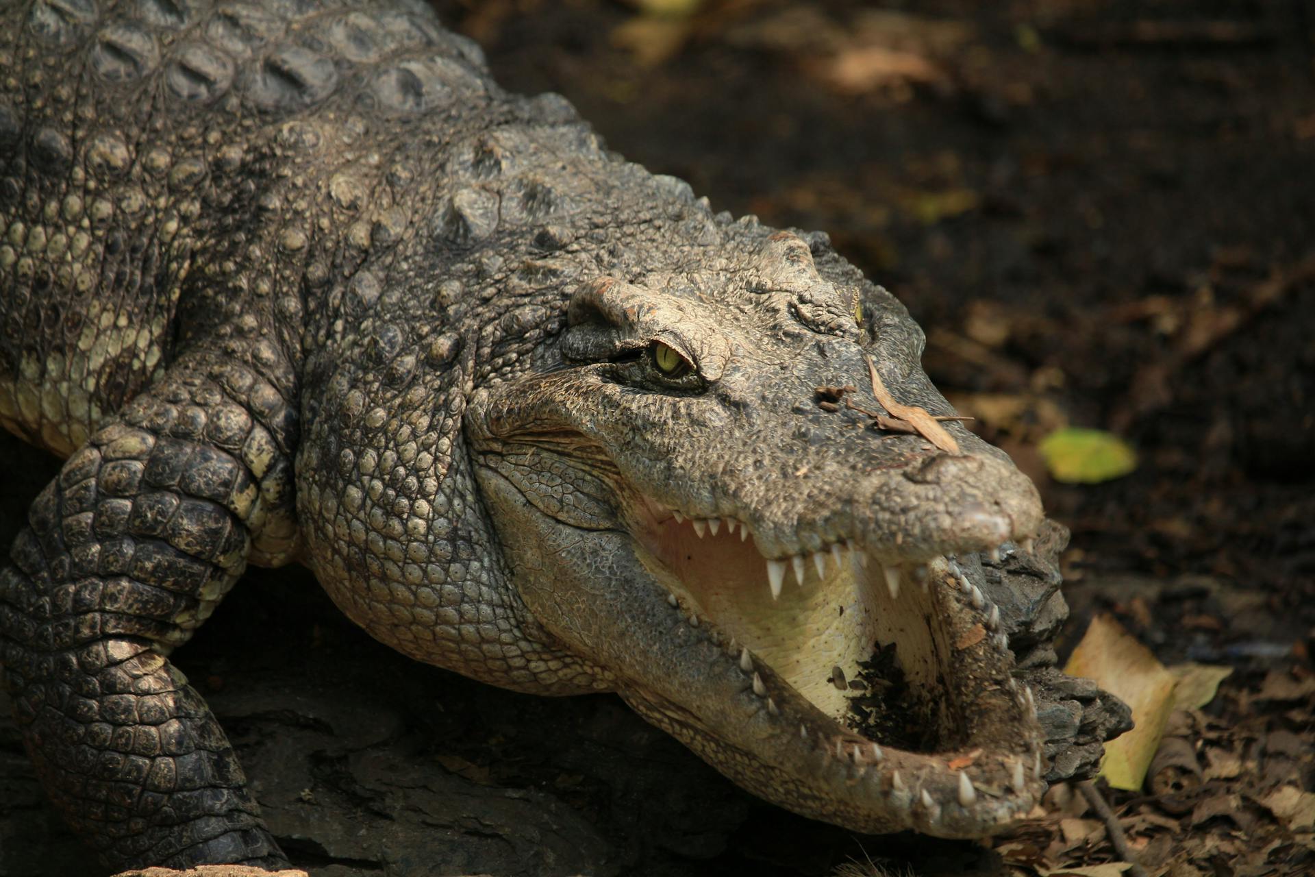 Detailed shot of a crocodile with open mouth showcasing its natural habitat and textured skin.