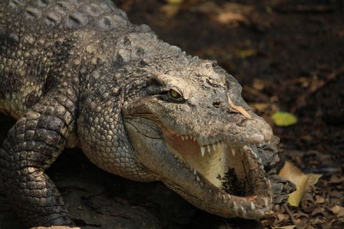 Free Detailed shot of a crocodile with open mouth showcasing its natural habitat and textured skin. Stock Photo