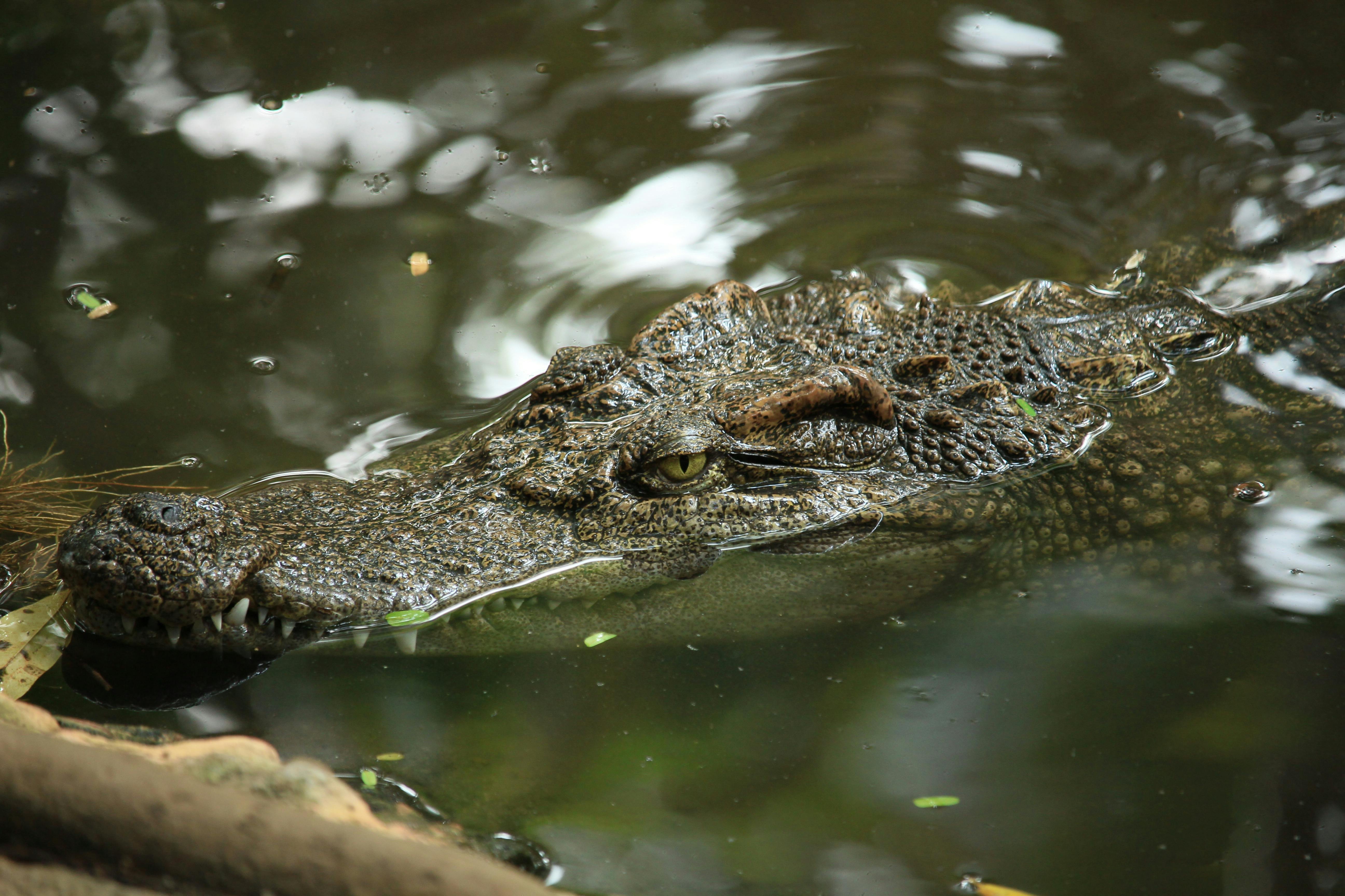 Nile Crocodile Ambush — Grumeti River Tanzania