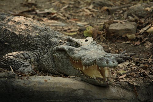 Crocodile on Ground