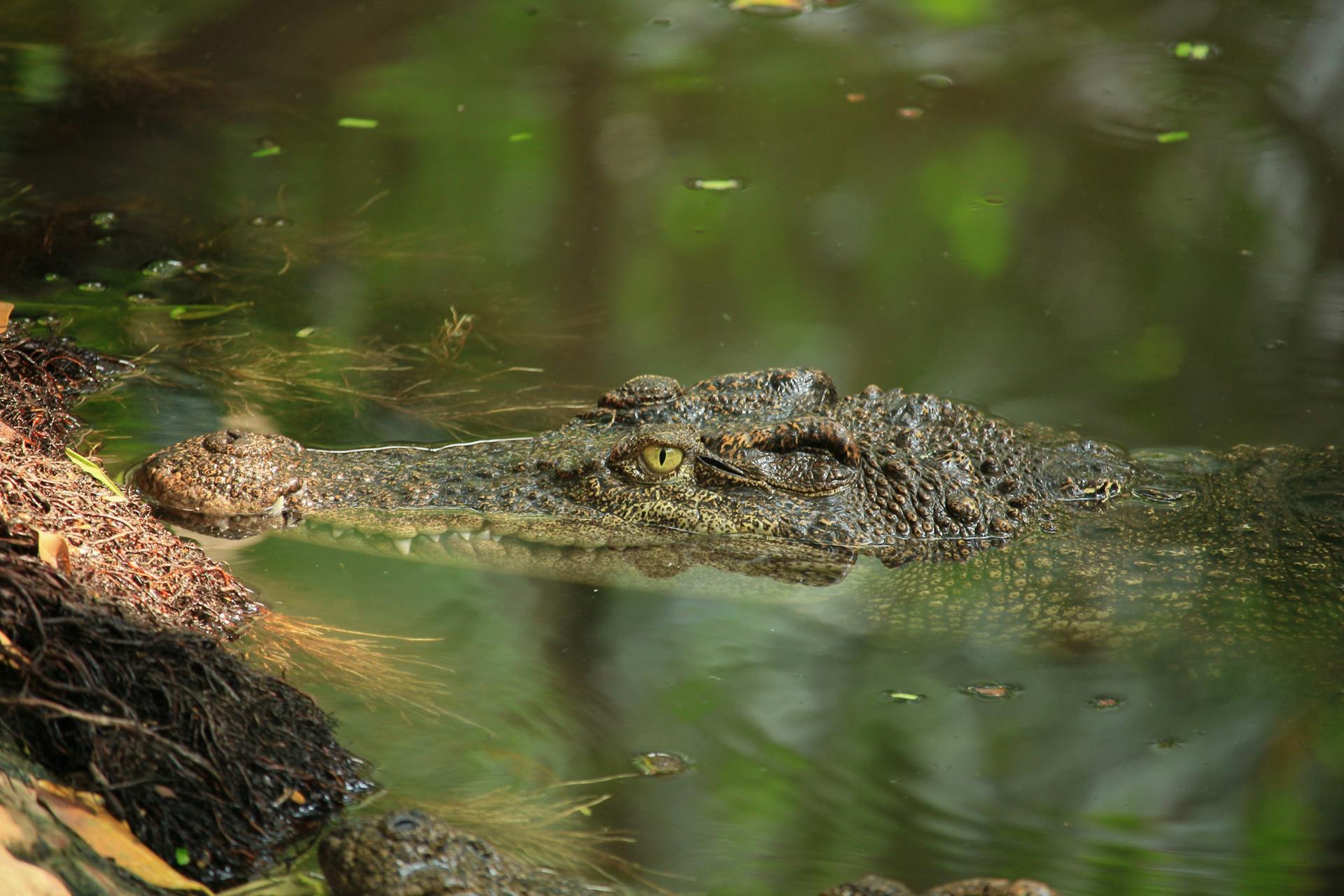 A Close-Up Shot of a Crocodile