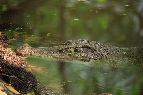 Free Close-up of a crocodile partially submerged in water, blending with its natural habitat. Stock Photo