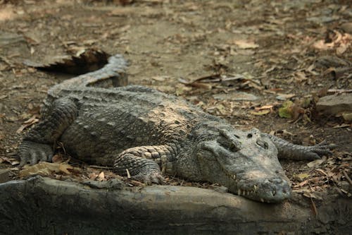 Free Portrait of a Crocodile Stock Photo