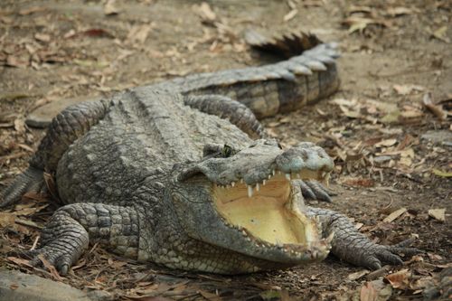 Free Detailed close-up of a Nile crocodile with open mouth in a natural setting, displaying sharp teeth. Stock Photo