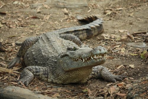 Free Detailed close-up image of a Nile crocodile resting on a riverbank surrounded by dry leaves. Stock Photo