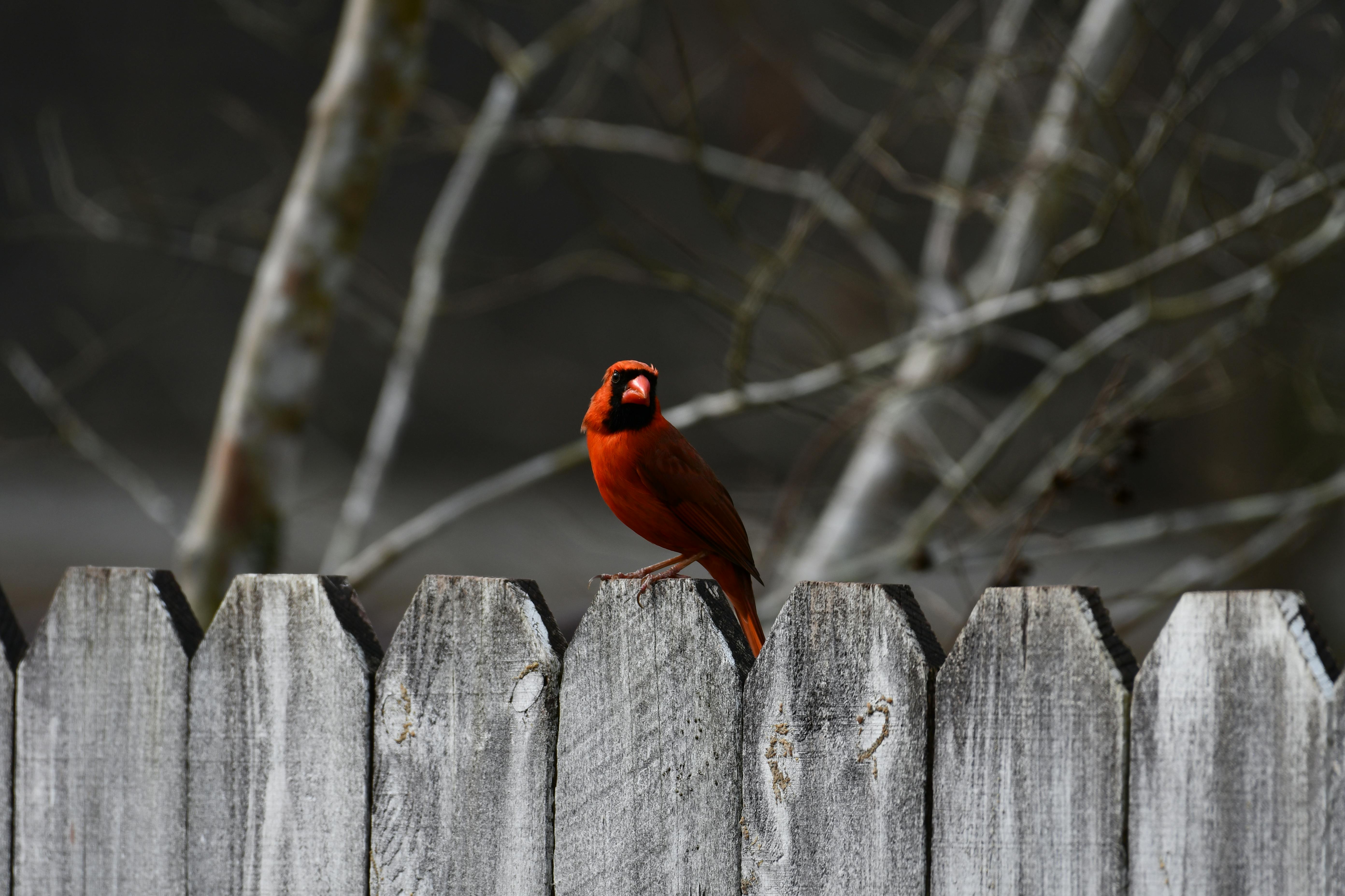 Selective Focus Photography of Red Perching Bird · Free Stock Photo