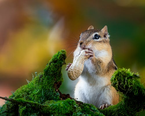 Cute Squirrel Eating Nut 