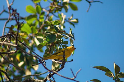 Imagine de stoc gratuită din arbore, cinteză, fotografie cu natură