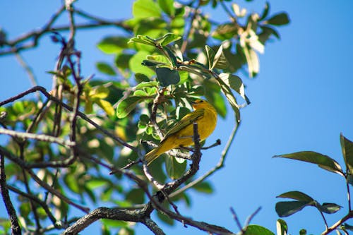 Free stock photo of beauty of nature, bird, bird photography