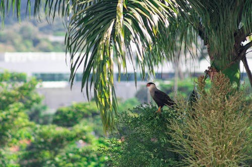 Free stock photo of beauty of nature, bird, bird of prey Stock Photo