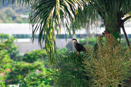 Free stock photo of beauty of nature, bird, bird of prey Stock Photo