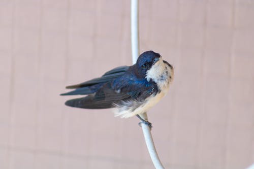 Free stock photo of barn swallow, beauty of nature, bird
