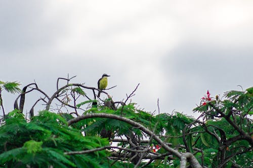 Imagine de stoc gratuită din arbore, fotografie cu natură, fotografie de păsări