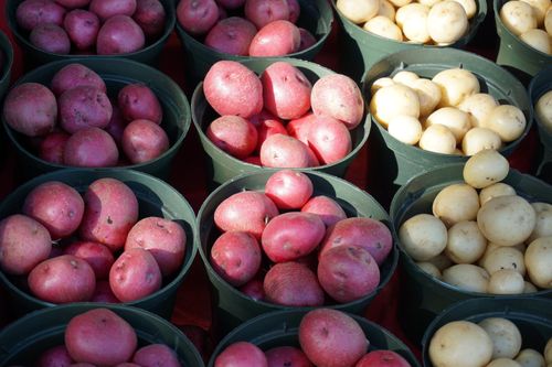 Free A vibrant display of fresh red and white potatoes in green buckets at an outdoor market. Stock Photo