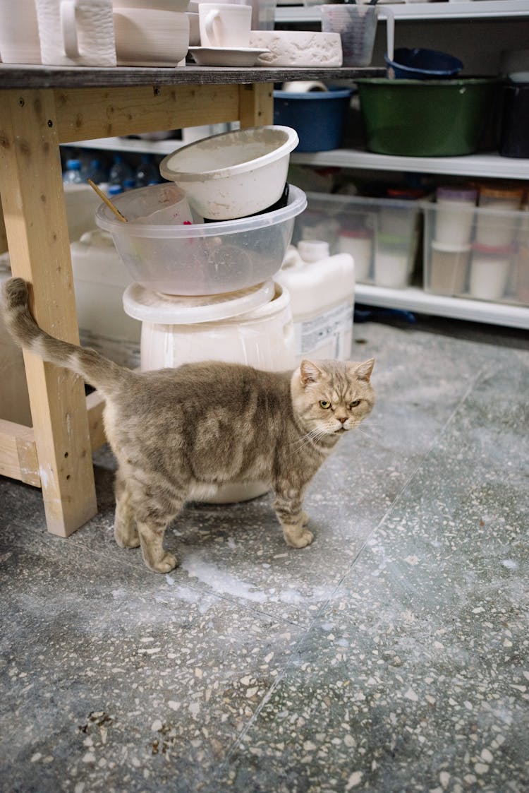 Chunky Cat Walking Around Pottery Workshop