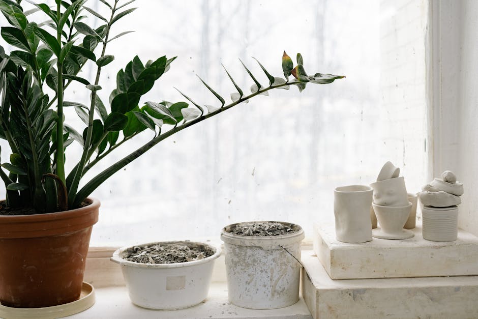 Houseplant and Clay Dishes