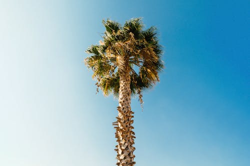 Бесплатное стоковое фото с низкоугольный выстрел, пальмовое дерево, природа