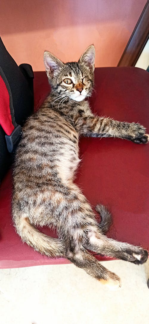 Foto profissional grátis de bonitinho, cor vermelha, gato cinzento