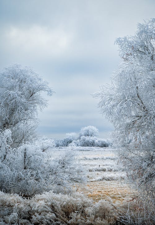 Snowy field with leafless trees covered with hoarfrost