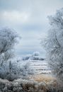 Snowy field with leafless trees covered with hoarfrost