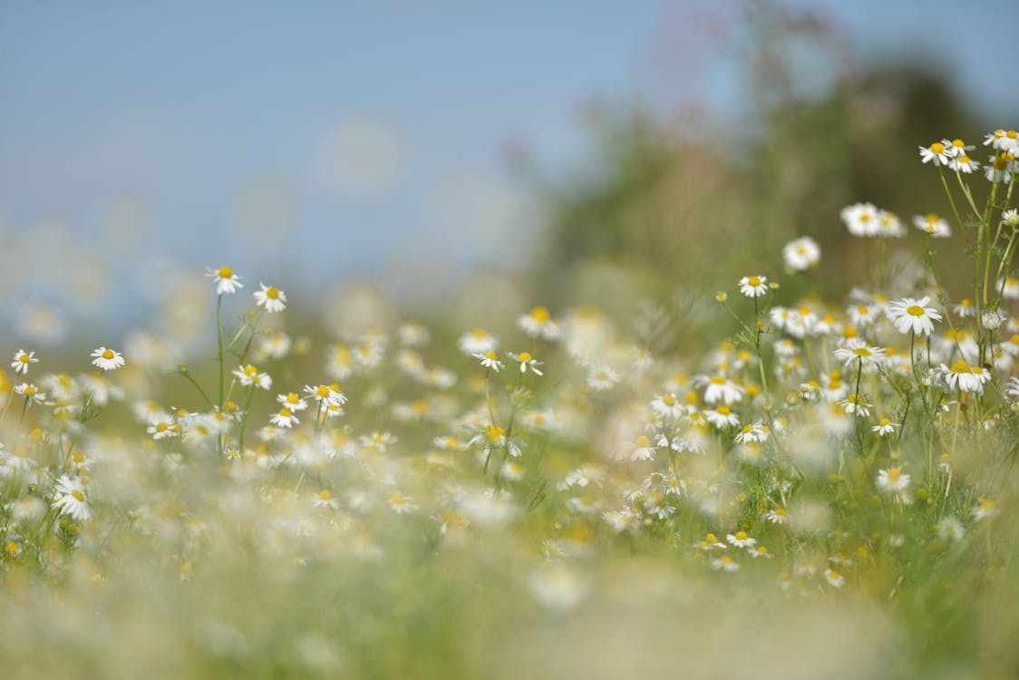 Free White Flower Field Stock Photo
