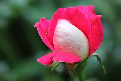 Close-up View of Pink Flower with Petals