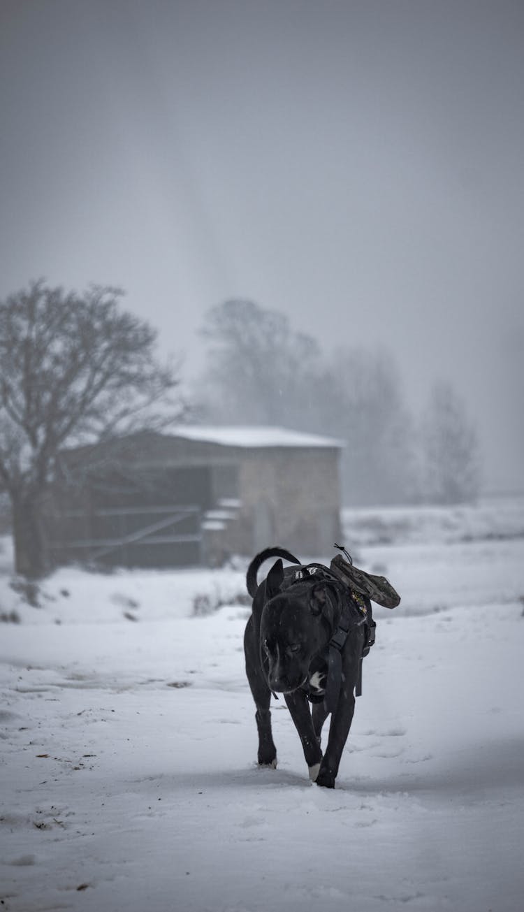 Black Pit Bull In A Winter Scenery