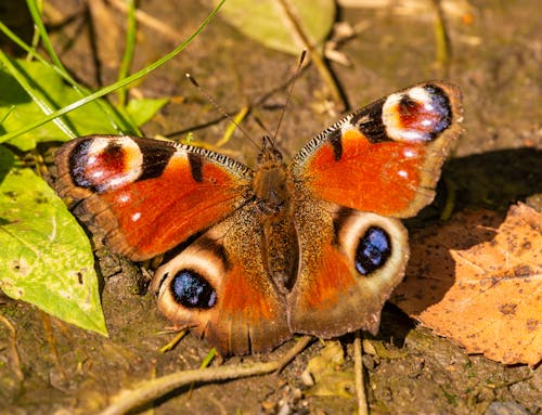 天性, 孔雀蝴蝶, 昆蟲 的 免費圖庫相片