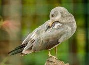 Close-Up Shot of a Black-Tailed Gull Perched on a Wood