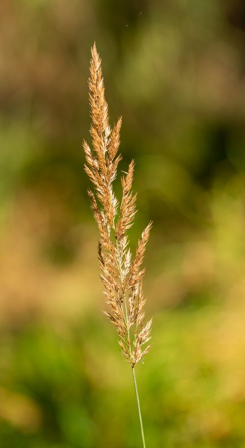 Free A detailed close-up of a golden wheat stalk with a beautifully blurred background, showcasing nature's simplicity. Stock Photo