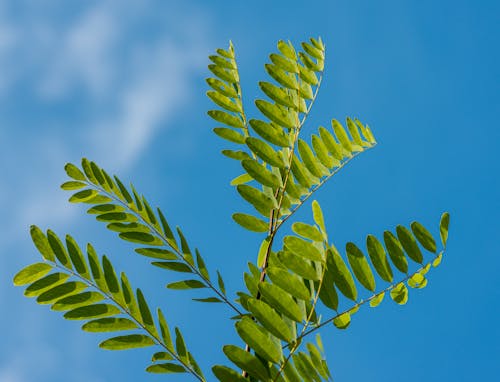 Gratis Fotos de stock gratuitas de acacia, árbol, cielo azul Foto de stock