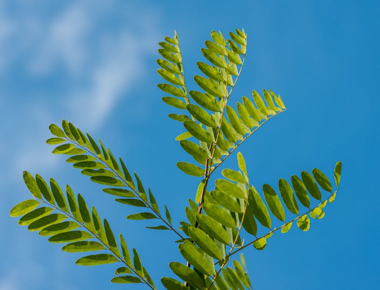 Acacia Leaves Against Blue Sky