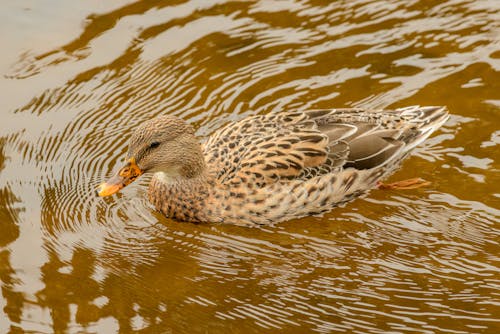 Close-Up Shot of a Wild Duck Swimming on the Lake