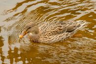 Brown Duck on Water