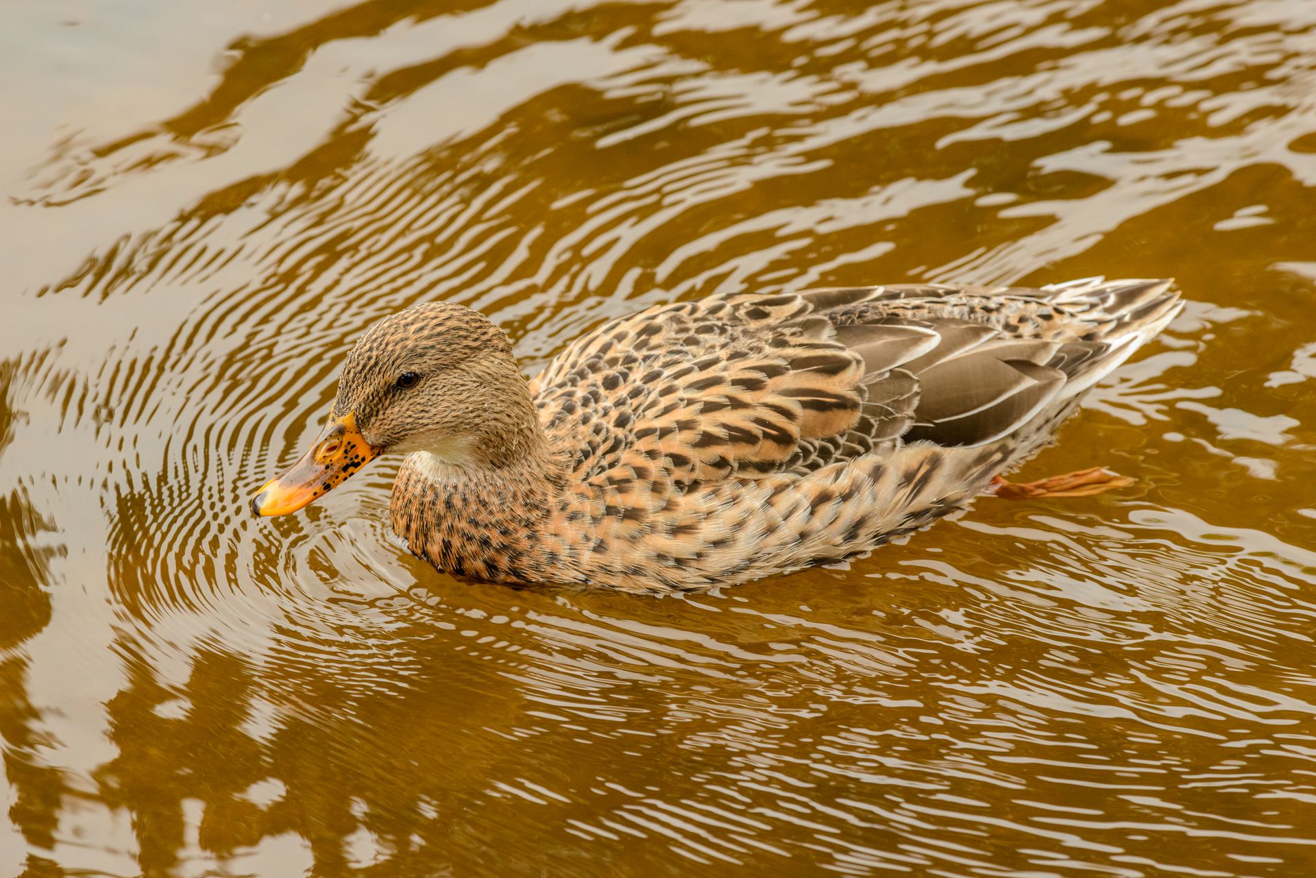A female mallard duck gliding gracefully on rippling pond waters in natural habitat.