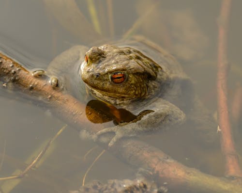 Free Close-up of a Frog on Stick in the Water Stock Photo