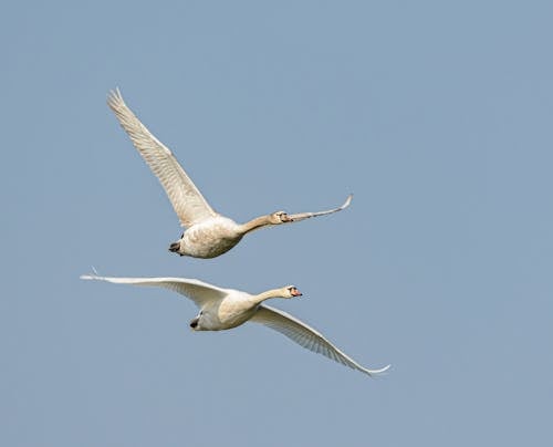 Fotos de stock gratuitas de aire, aves, azul