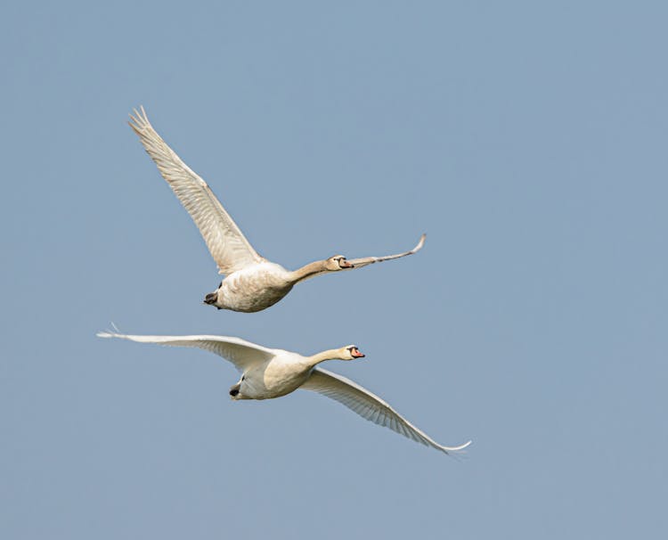 Birds Flying In Blue Sky