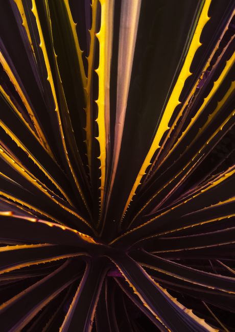 A striking close-up of vibrant tropical plant leaves in Nigeria with dramatic lighting.