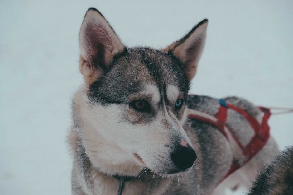 Adorable loyal husky dog on leash standing on snowy ground and looking away on cloudy winter day