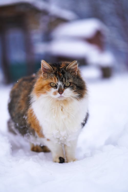 A Cat Standing on the Snow