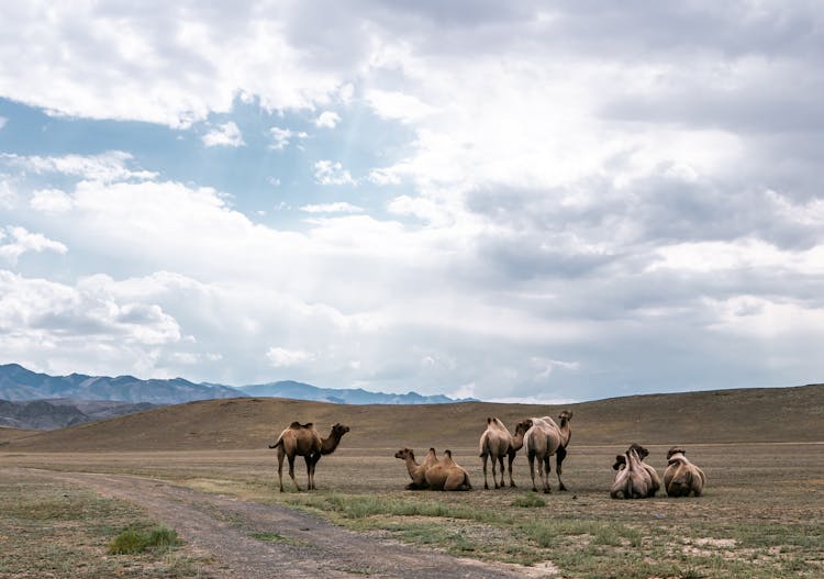 Herd Of Camels In The Desert