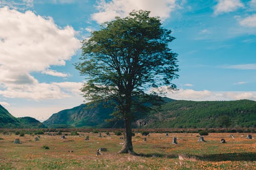 Immagine gratuita di albero, campo, cielo azzurro