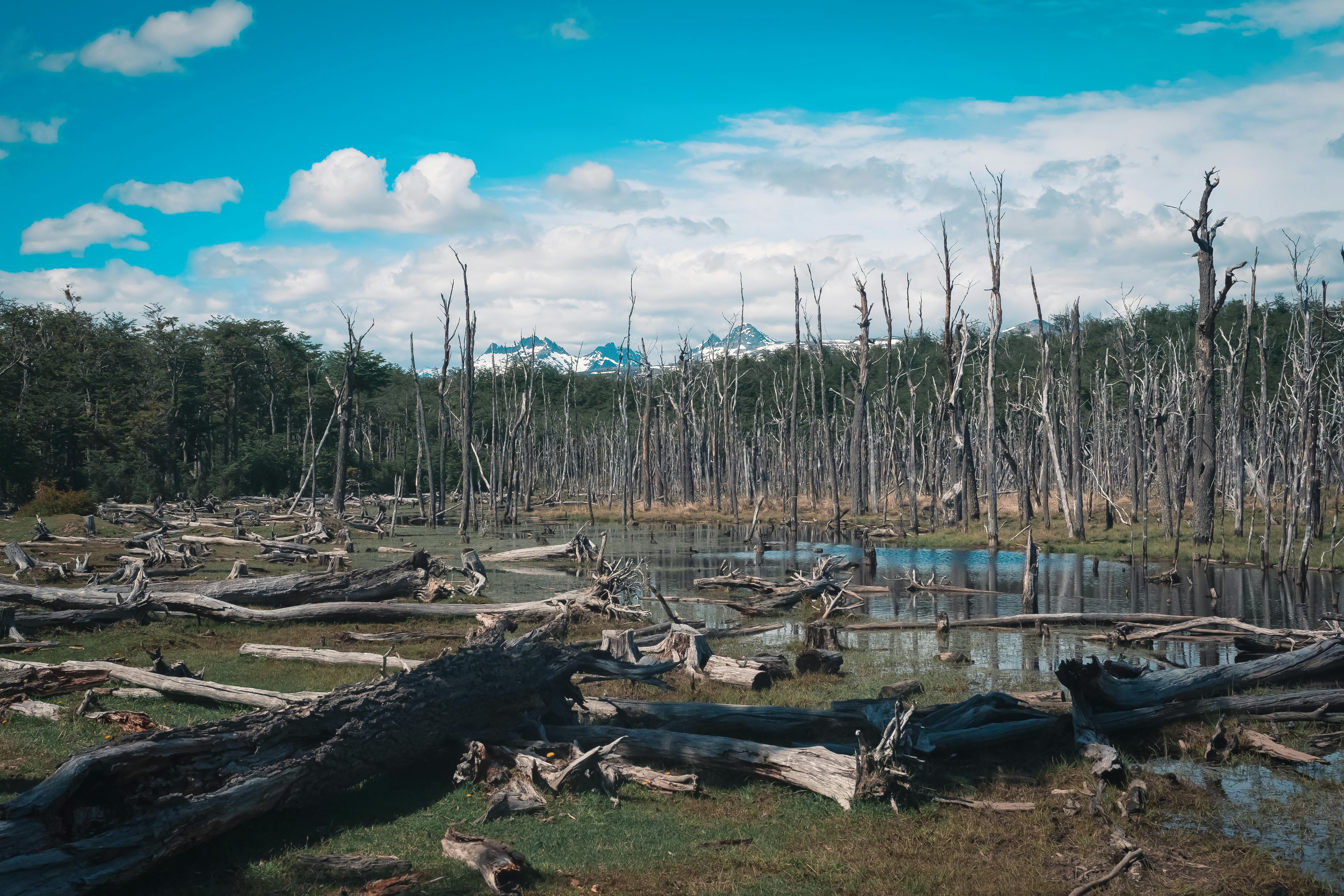 driftwood and naked trees in countryside