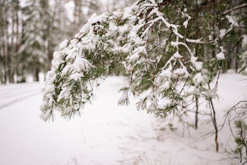 Trees in Snow in Winter Forest