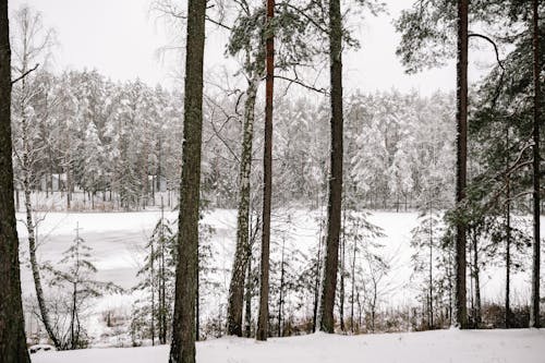 Gratis lagerfoto af frossen, skov, sne