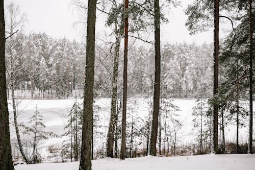 View of a Frozen Lake in Winter